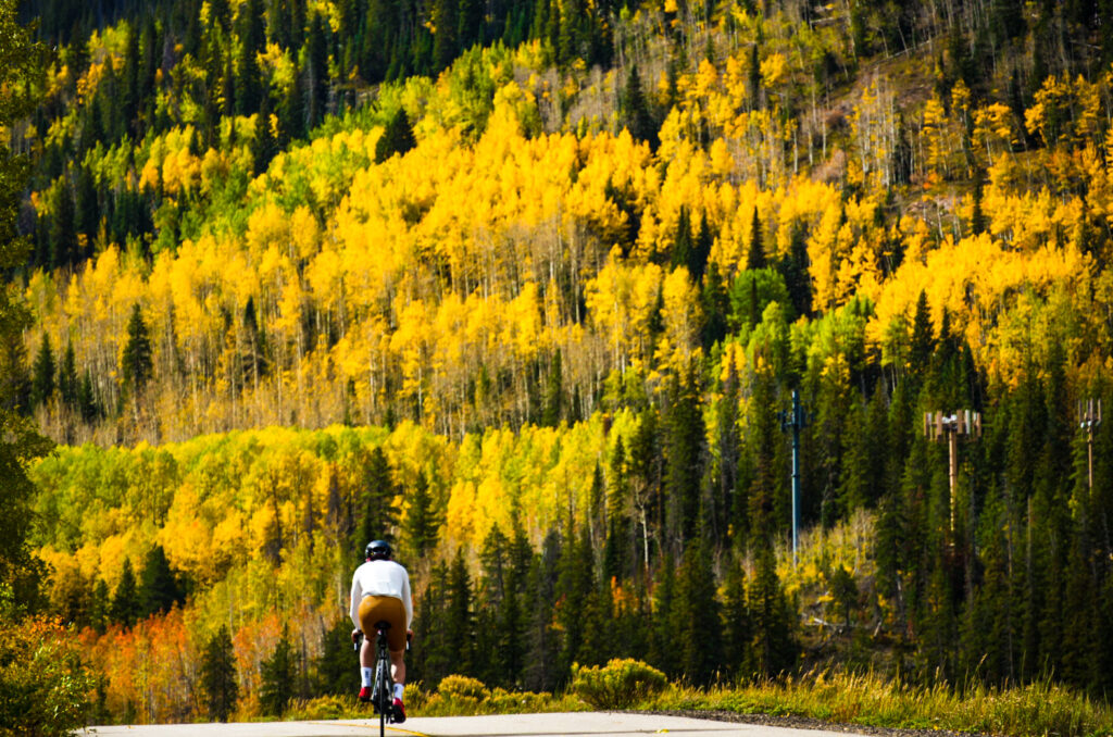 Cyclist Riding By Yellow Aspens